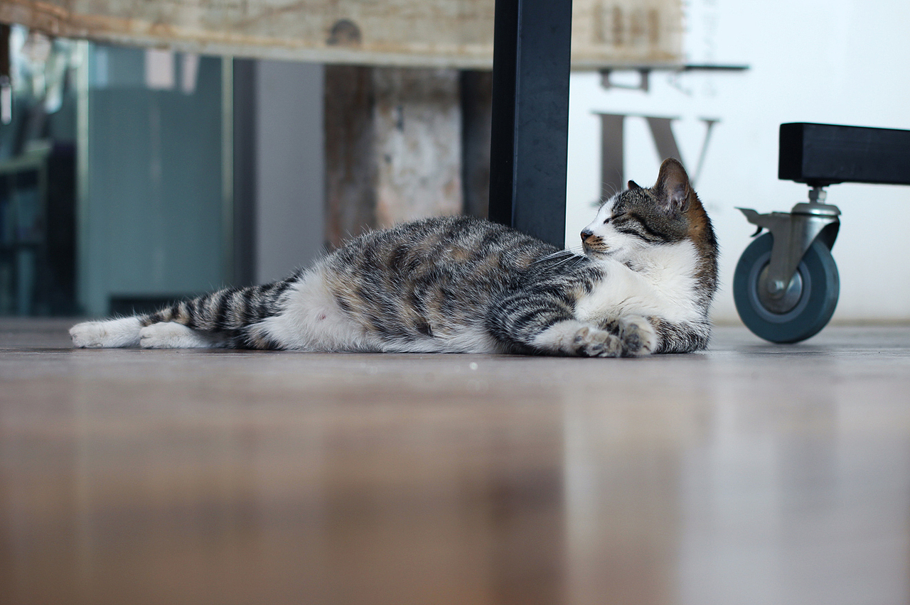 这只是悟空,大花的女儿,性格温顺粘人,今天刚顺利产下七只健康的宝宝~!