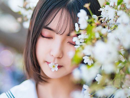 樱花开