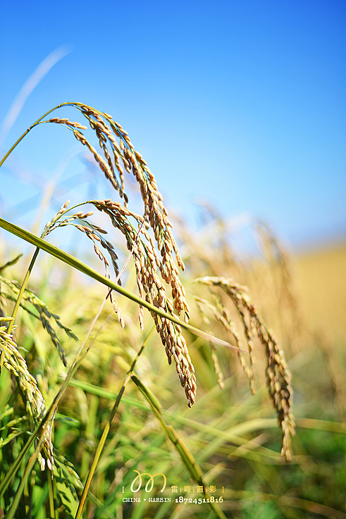 我们一起玩摄影,哈尔滨雷鸣摄影,2014年度作品