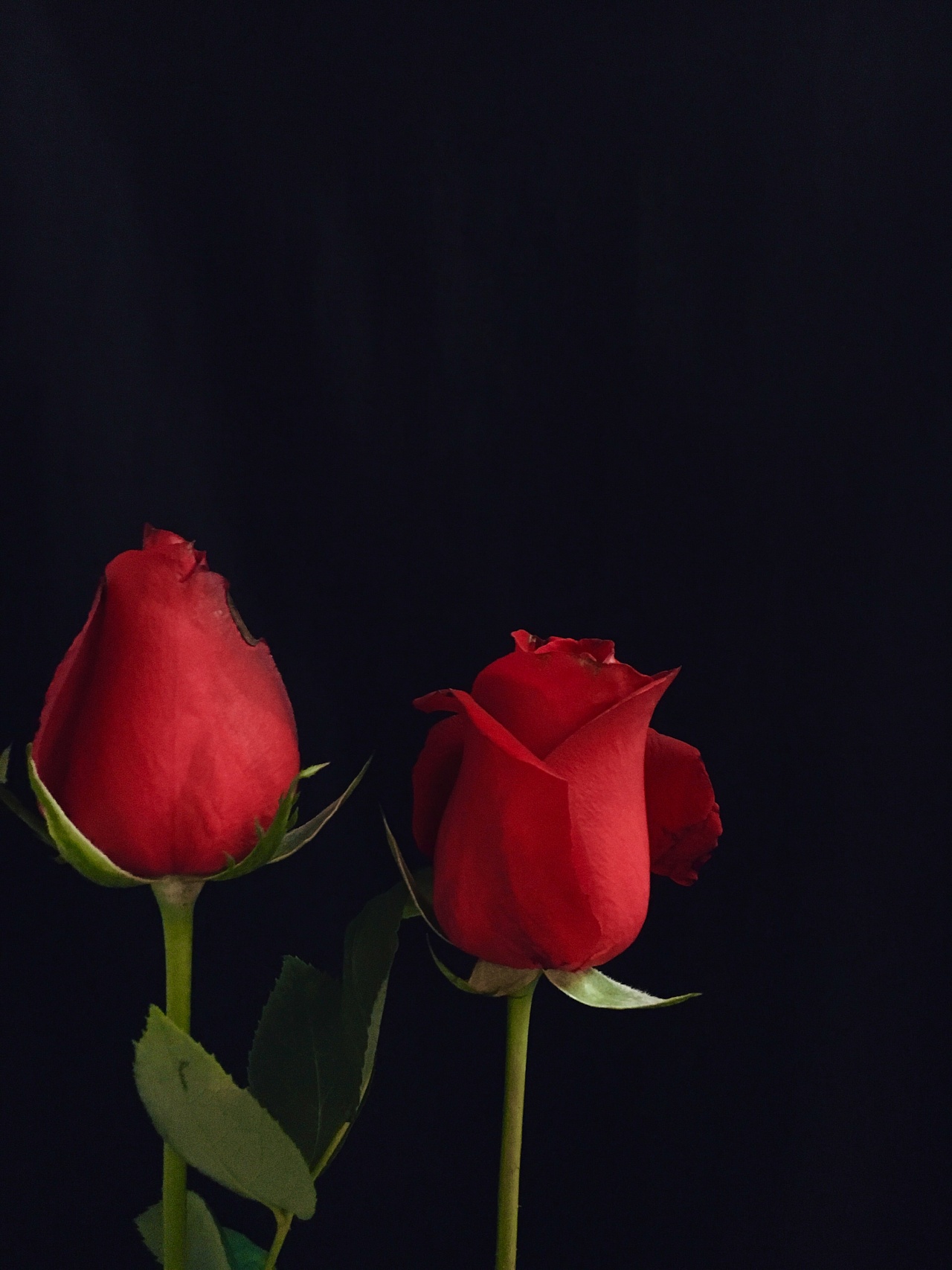 玫瑰 红玫瑰|摄影|产品摄影|关尔玉小菜鸟 - 原创作品 - 站酷 (ZCOOL)