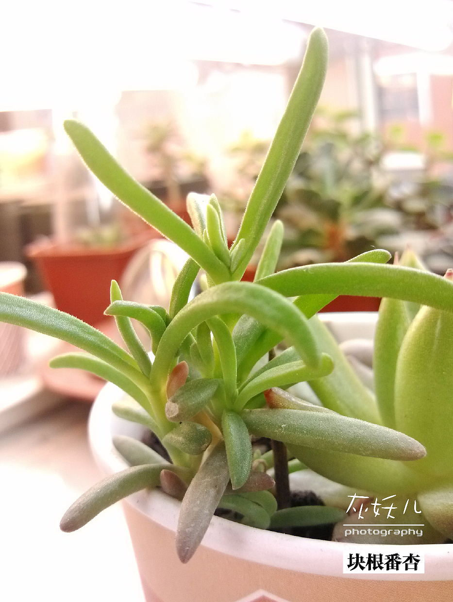 我家美丽的多肉植物（图ZOTU0NjEyNA==） - 其他摄影 - 站酷设计师灰妖儿原创素材 - 站酷ZCOOL