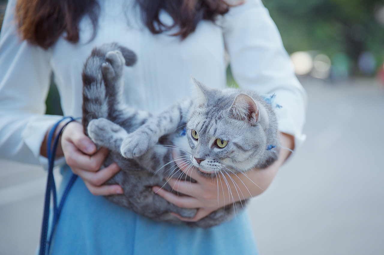 家有猫女初长成II
