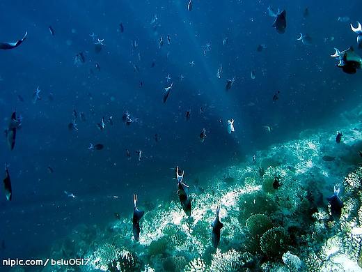 2019挂历（个人主页-ZMzI0MjAyMTY=） - 宣传物料 - 站酷设计师AAvery原创素材 - 站酷ZCOOL