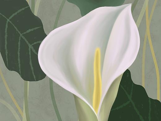 花卉2号(马蹄莲)