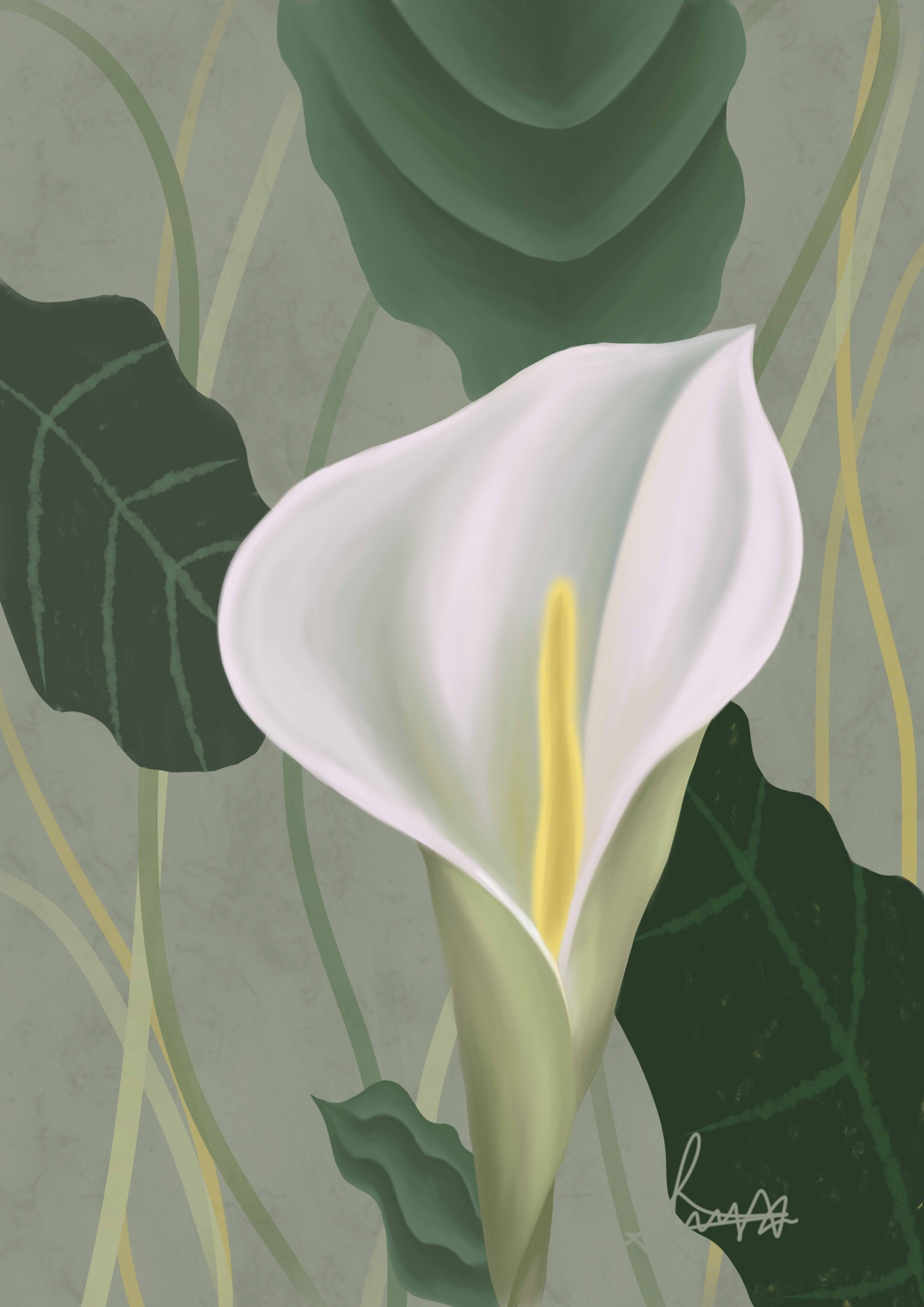 花卉2号(马蹄莲)|插画|插画习作|我爱chopin - 原创作品 - 站酷