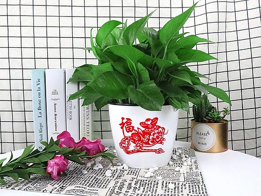 绿萝-绿植-植物