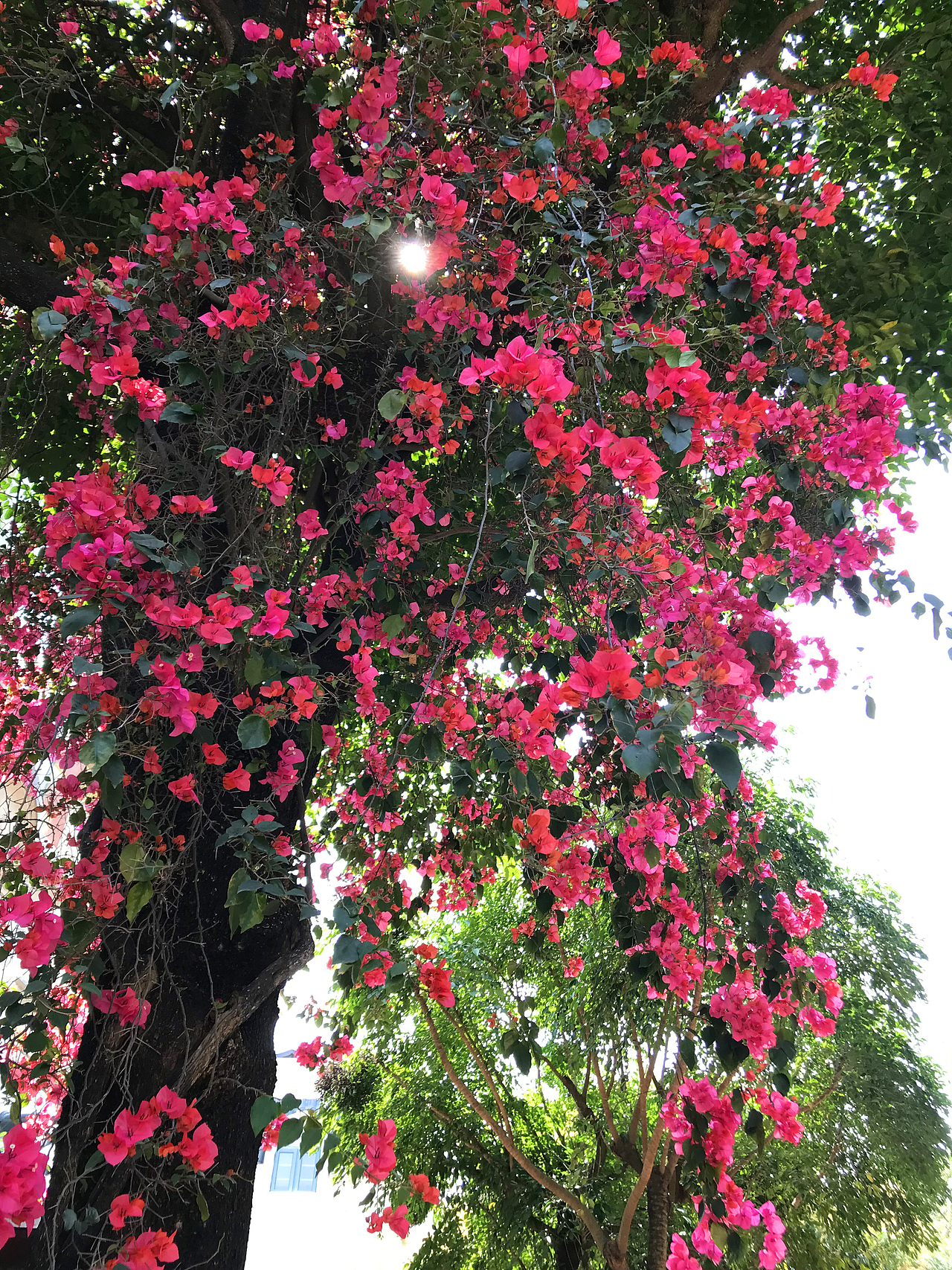 空山无人水流花开