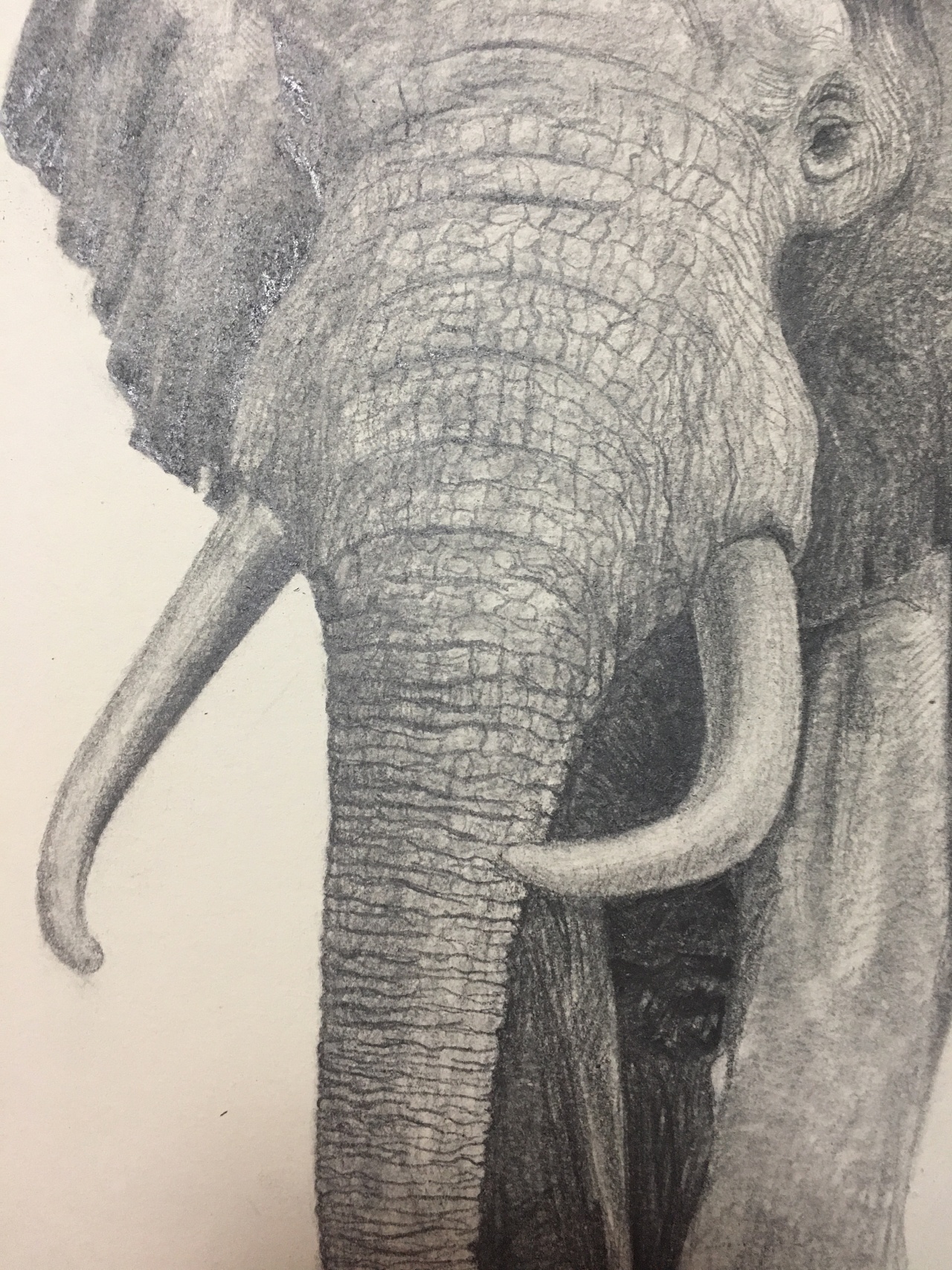 画家岑道伟油笔素描《大象》