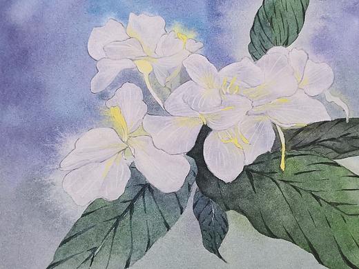 会发光的姜花——水彩花草