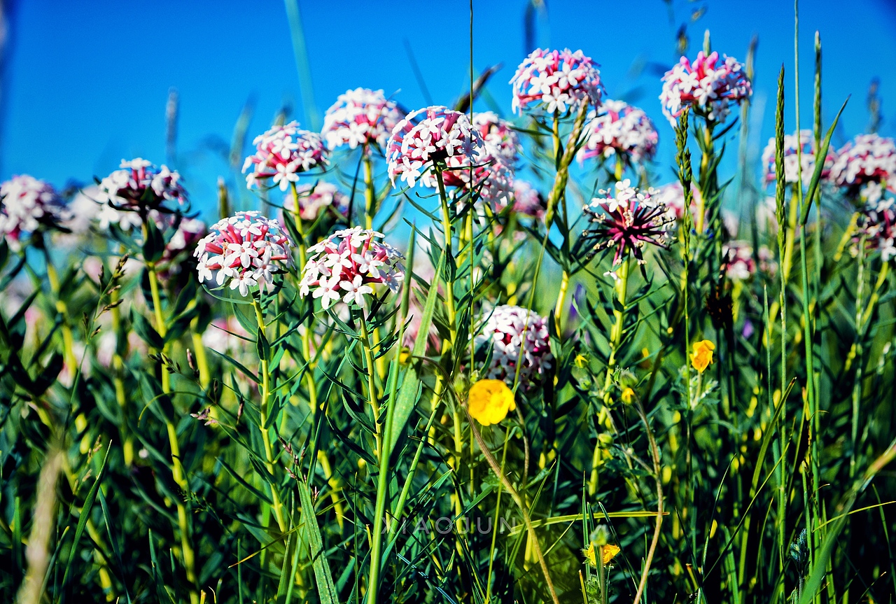 七月你好（图ZODUwODkzNTY=） - 风光摄影 - 站酷设计师且拍且珍惜原创素材 - 站酷ZCOOL