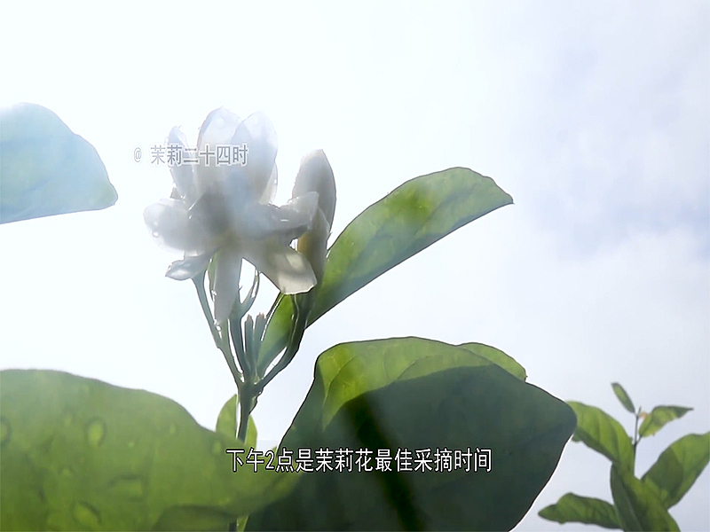 茉莉24时（图ZMjczNzMyNTcy） - 短片 - 站酷设计师仲夏122原创素材 - 站酷ZCOOL