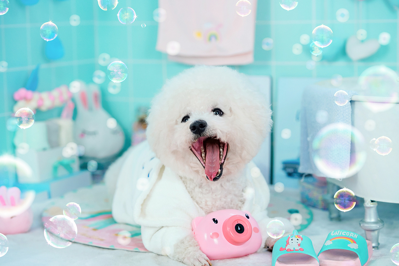 比熊摄影合集——宠爱拾光宠物摄影