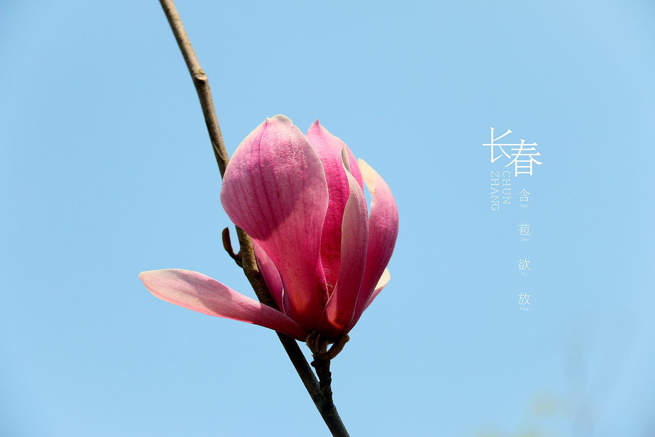 待放（图ZNzU2MzgwMjQ=） - 产品摄影 - 站酷设计师马鹏原创素材 - 站酷ZCOOL
