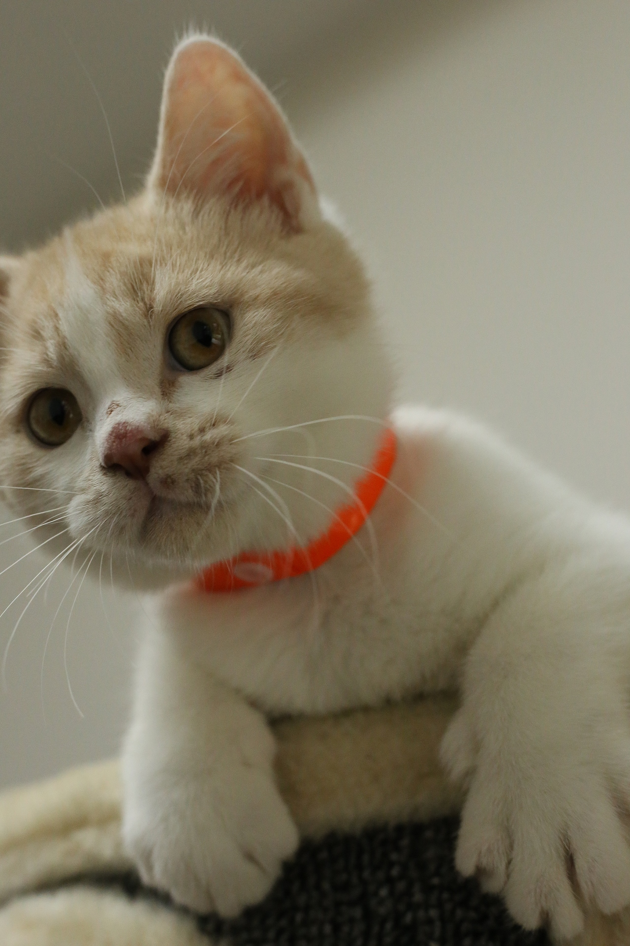 双血统英短\0508英短乳白梵公-熊二-27day450g