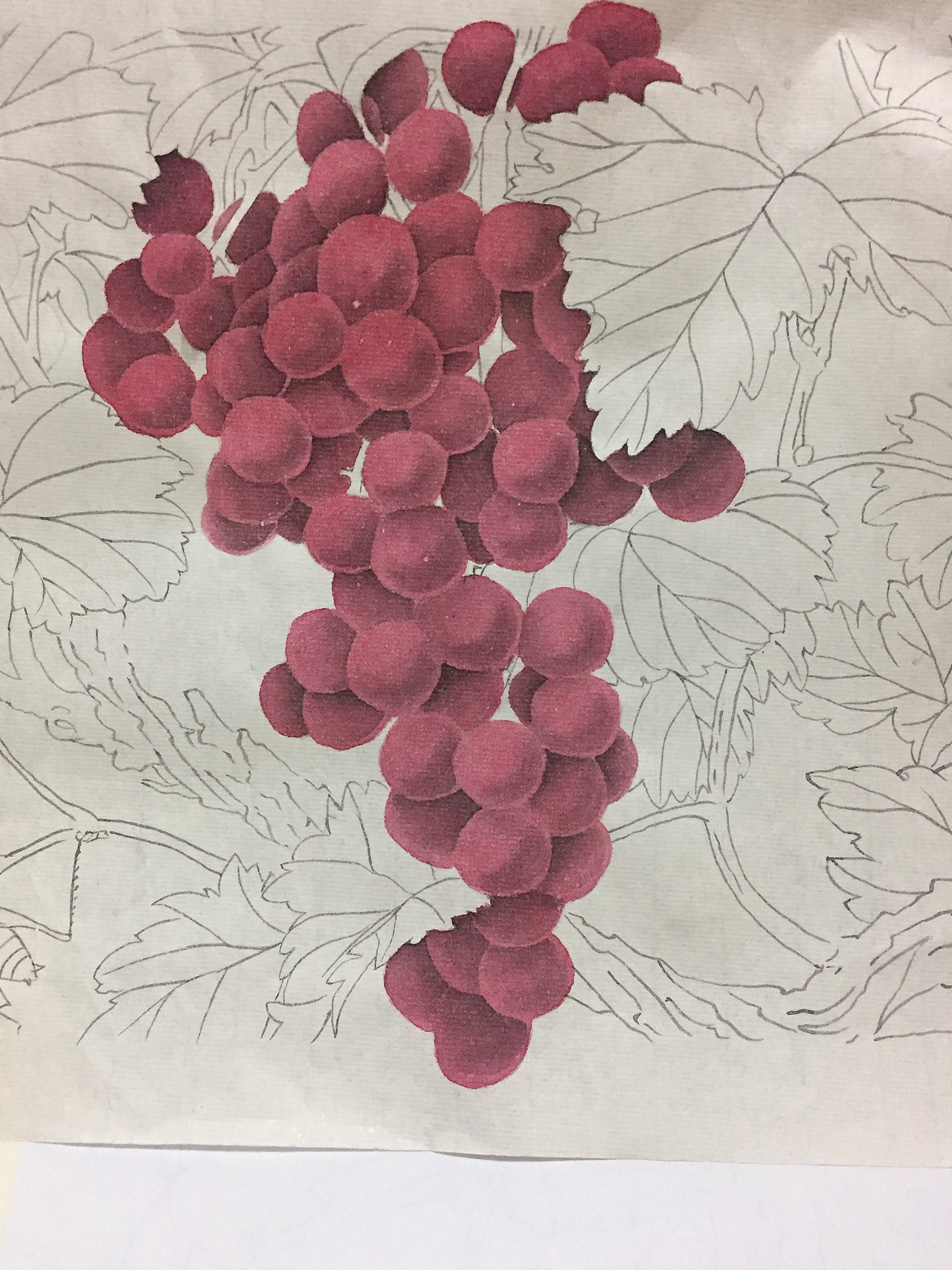 工笔葡萄🍇