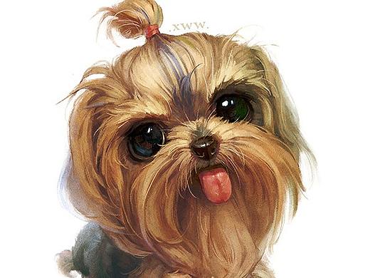 【萌宠by雪娃娃】约克夏stone