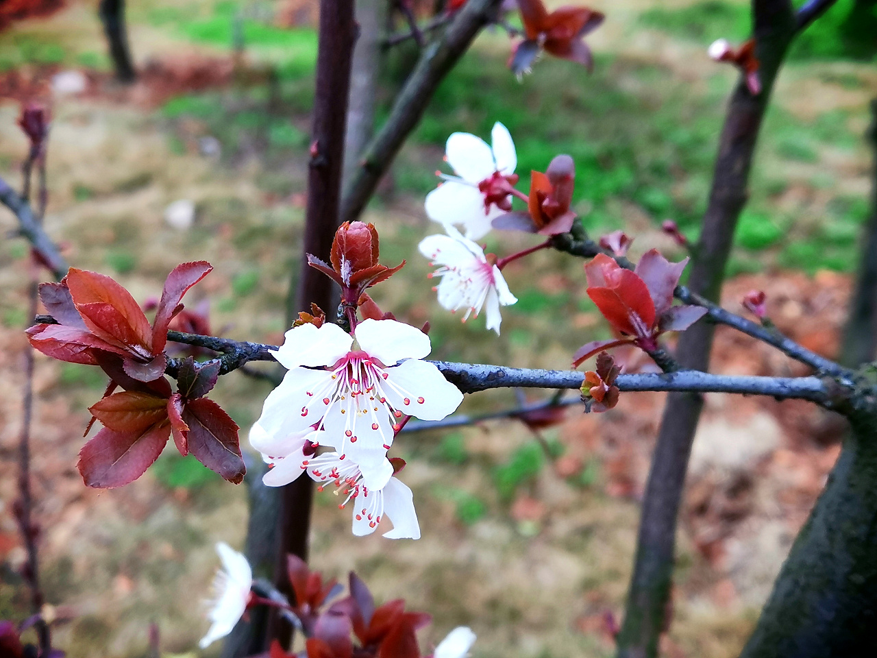 治愈系樱桃李花