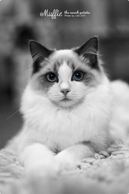 盡然有貓的個(gè)人主頁(yè)（背景預(yù)覽） - 主頁(yè)背景設(shè)置 - 站酷設(shè)計(jì)師盡然有貓?jiān)瓌?chuàng)素材 - 站酷ZCOOL