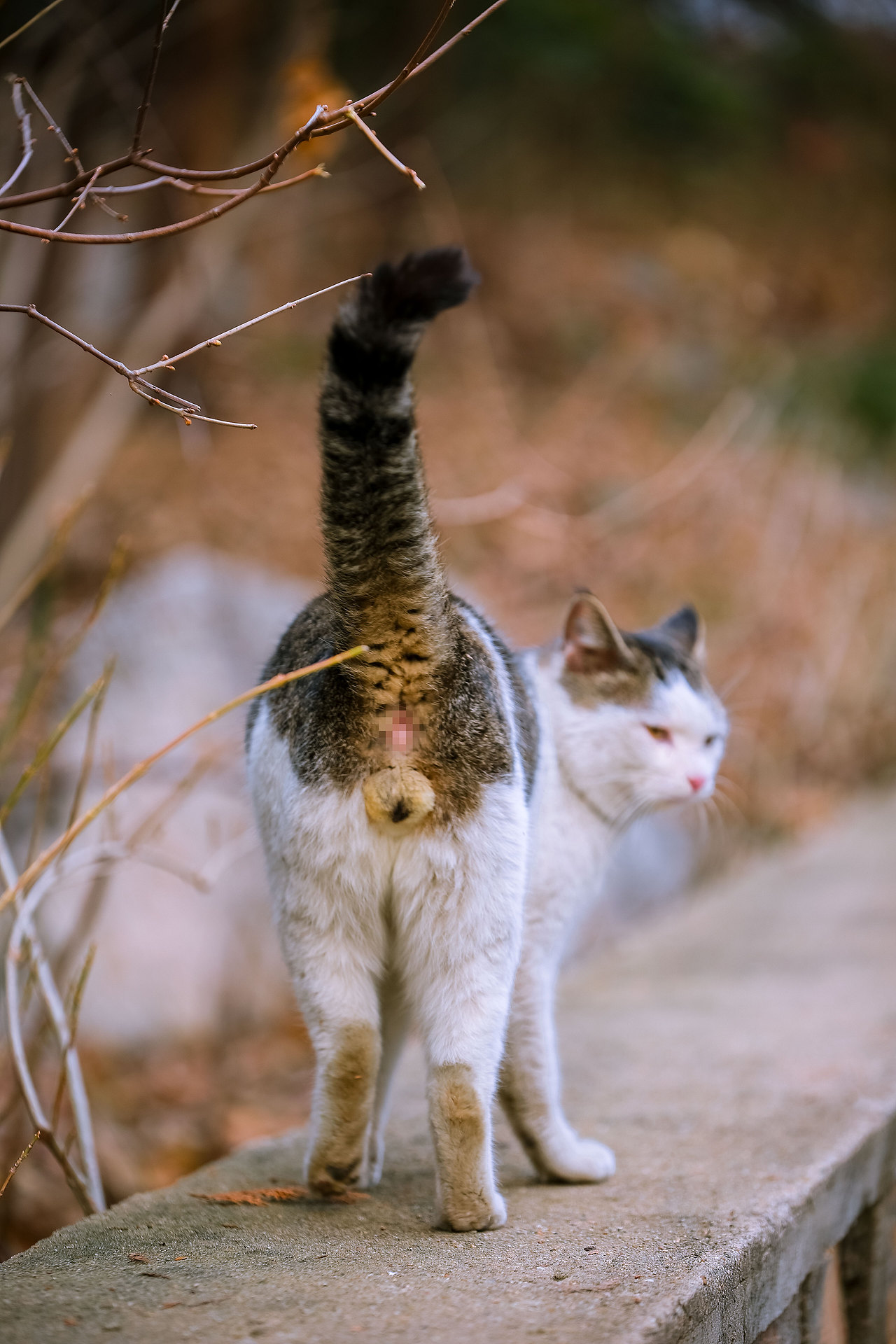 猫不换一周精选20210530