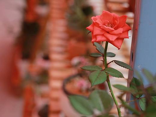 那一抹绿-淡雅了时光