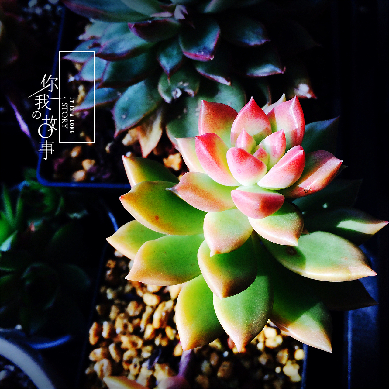 你我的故事（图ZNDI0NDYxODg=） - 产品摄影 - 站酷设计师羊羊驼驼原创素材 - 站酷ZCOOL