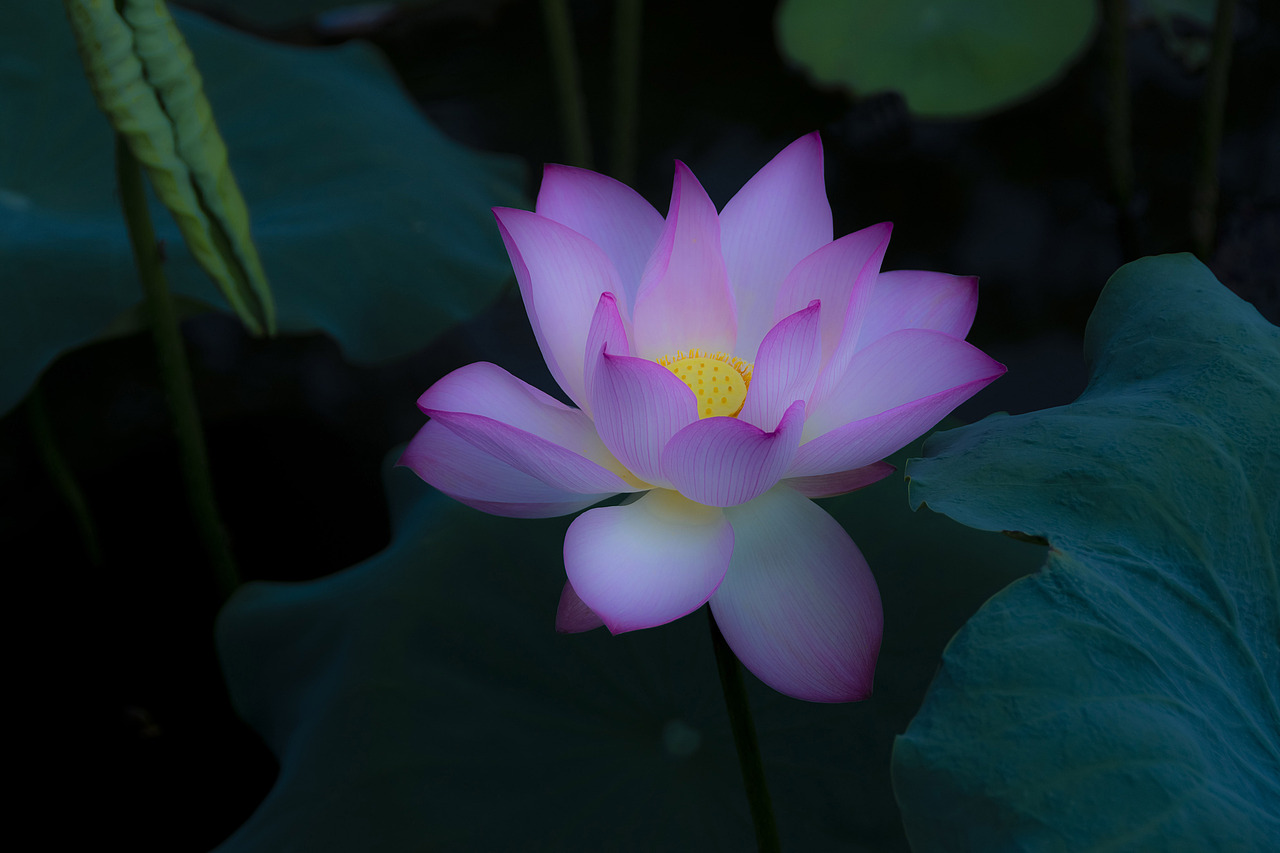 七月荷花（图ZMTY3NjUwMjA4） - 风光摄影 - 站酷设计师手铅原创素材 - 站酷ZCOOL