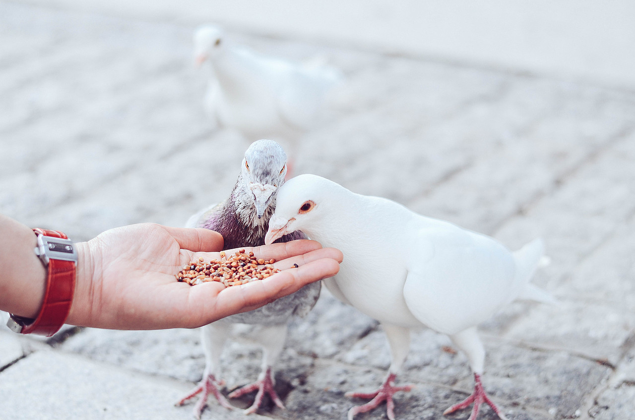 喂鸽