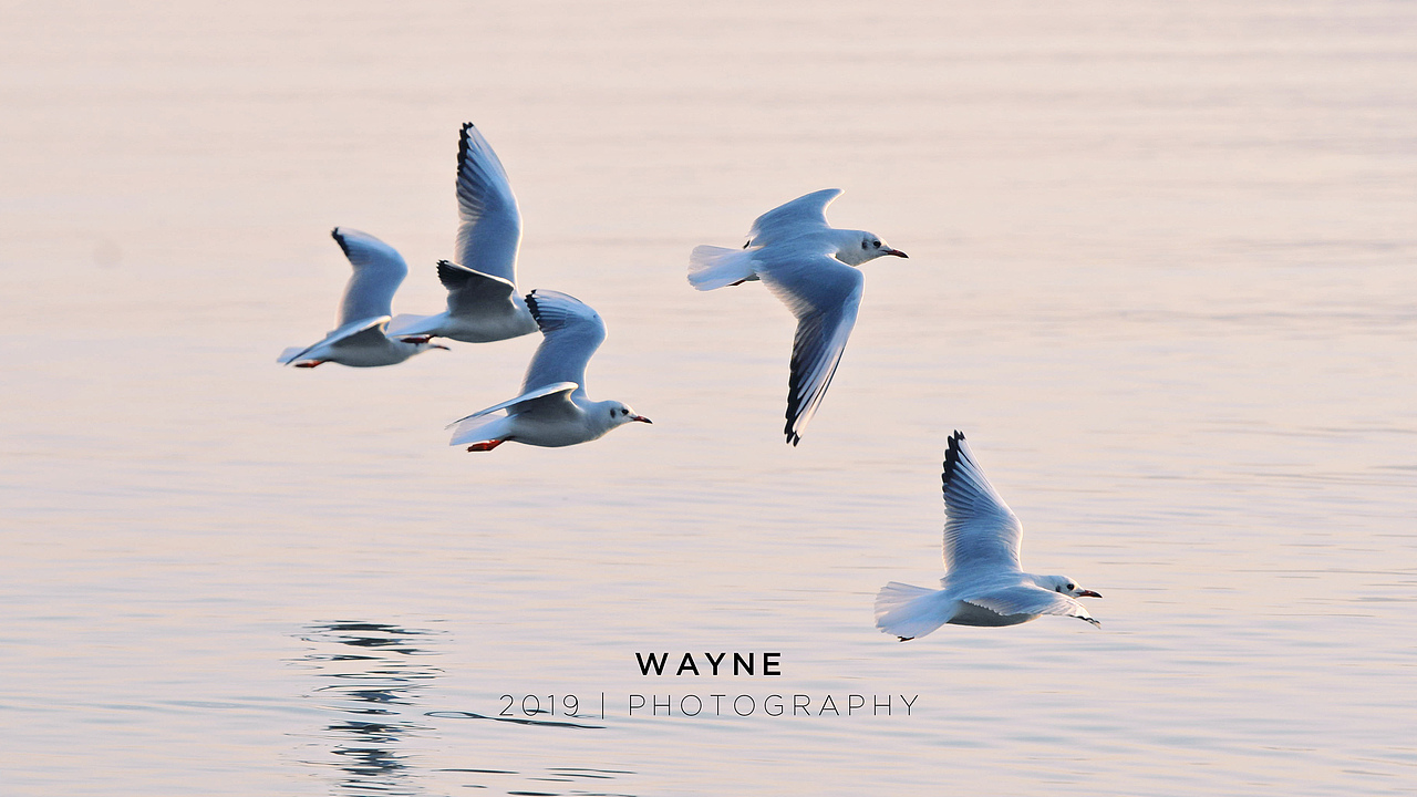 新人报道，请多关照😃（图ZMTkzOTE2NzQw） - 宠物摄影 - 站酷设计师丶WAYNE丶原创素材 - 站酷ZCOOL