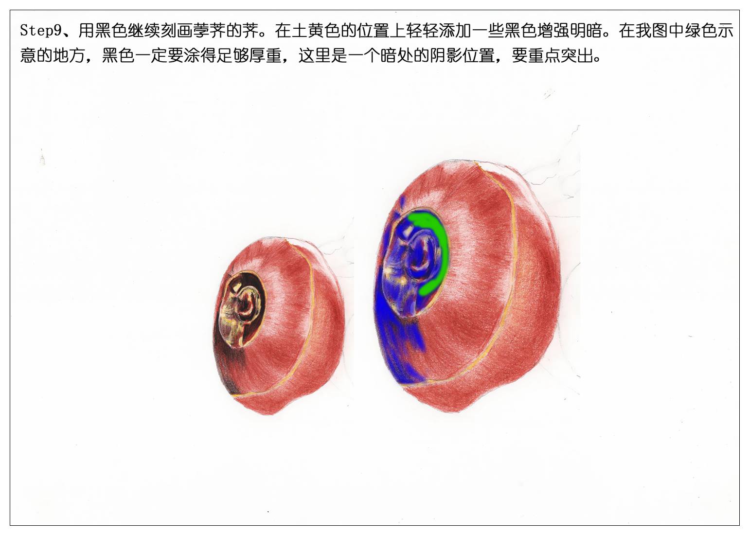 【驴大萌彩铅教程246】24节气水果手绘图鉴—立春荸荠