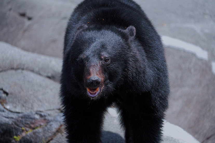 飛騨高山|奥飛騨クマ牧場