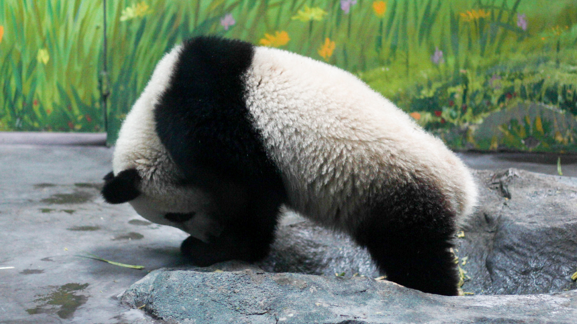 重庆动物园元旦假期迎客流高峰 大熊猫最受游客欢迎