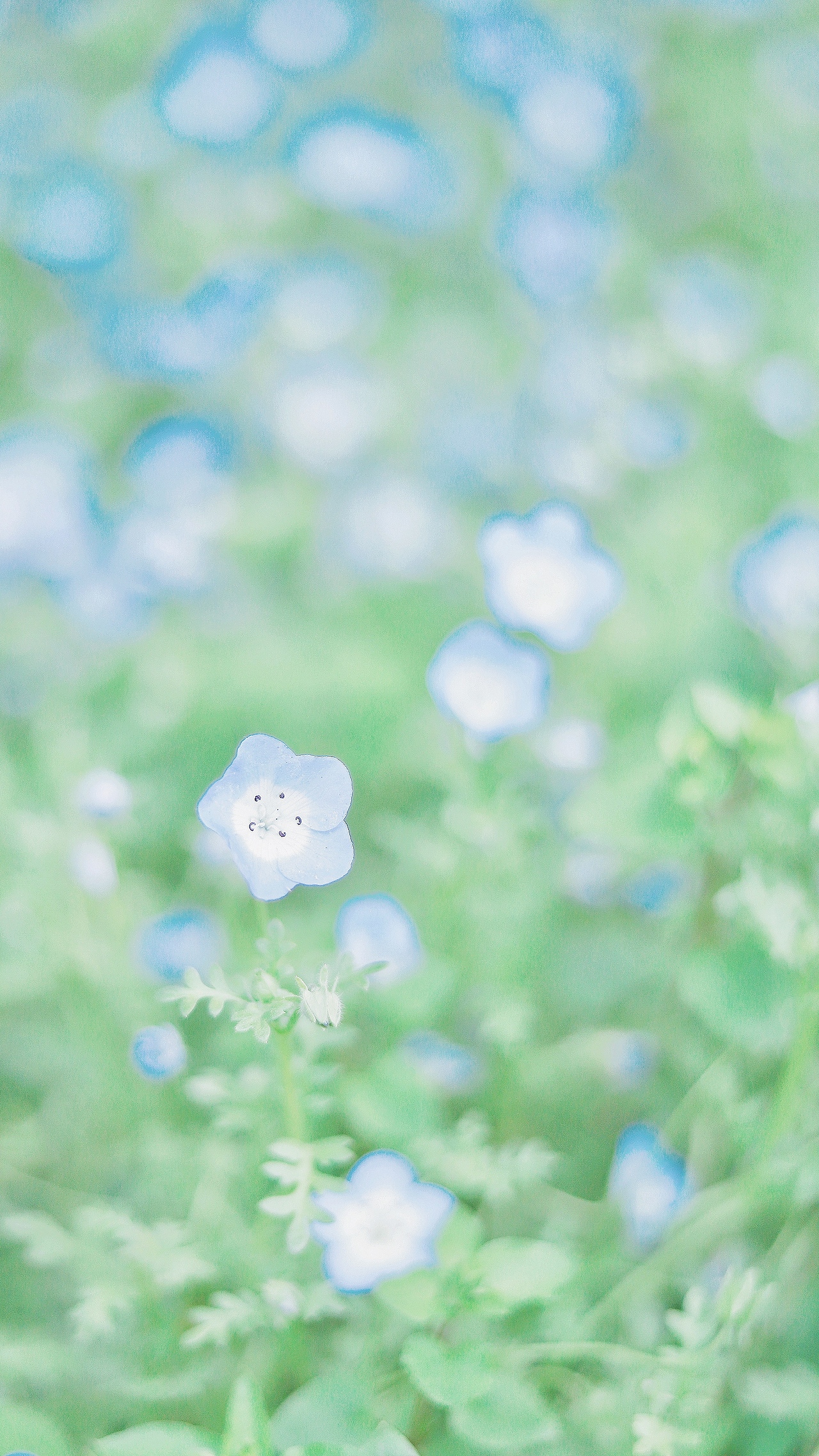 喜林草🌿（图ZMjA0Mjk4MjA4） - 风光摄影 - 站酷设计师吴所畏_原创素材 - 站酷ZCOOL