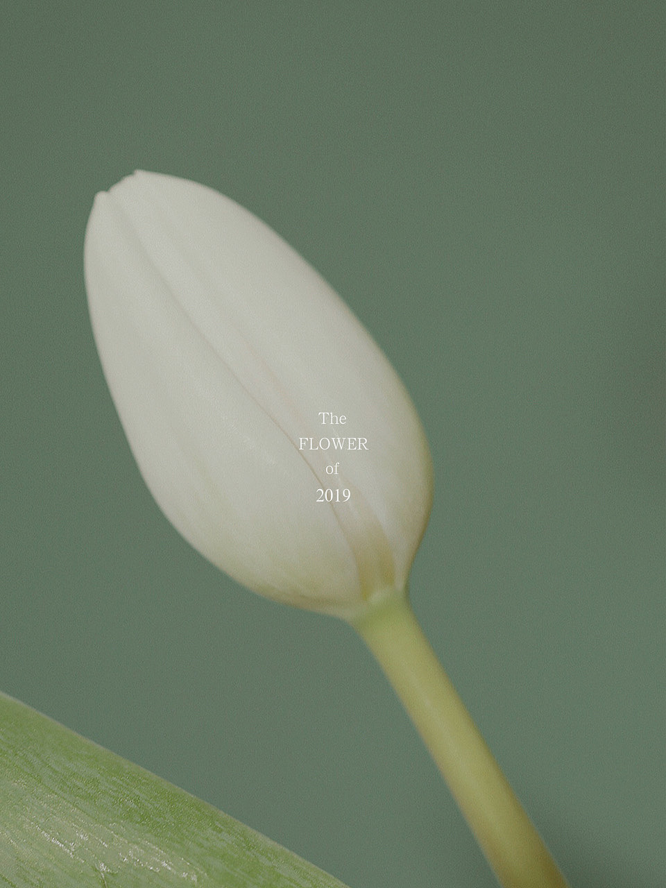 花（图ZMjMxMDM0NDAw） - 风光摄影 - 站酷设计师萩田纪画原创素材 - 站酷ZCOOL