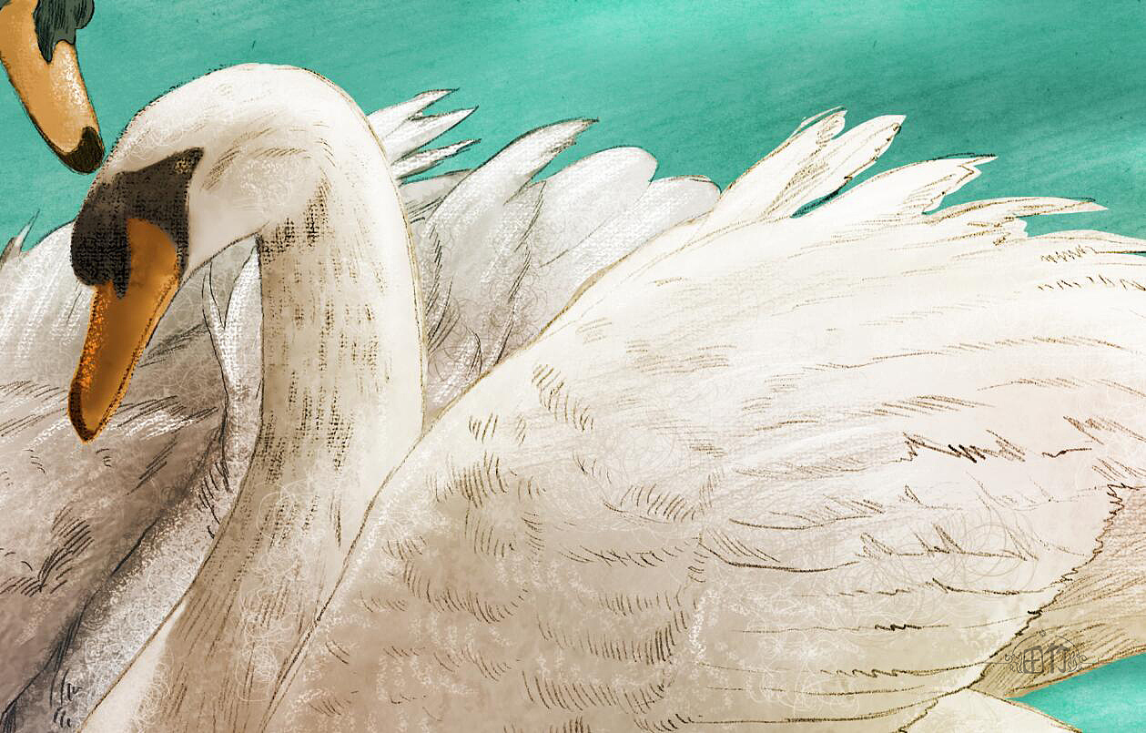 恩爱的天鹅--动物插画