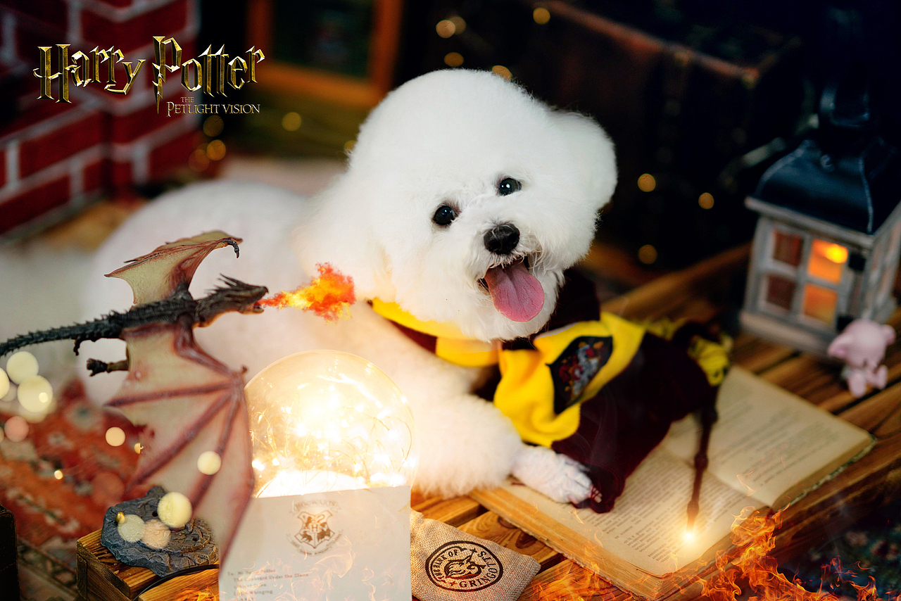 宠爱拾光宠物摄影 比熊 扑克牌 哈利波特主题（图ZMjU1Mzg0MTI4） - 宠物摄影 - 站酷设计师petlight原创素材 - 站酷ZCOOL