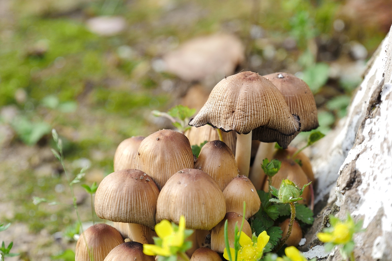 在艺术学院门口发现树下长了蘑菇(可能由于这几天下雨的缘故)我开玩笑地问陆豪这东西能吃吗?