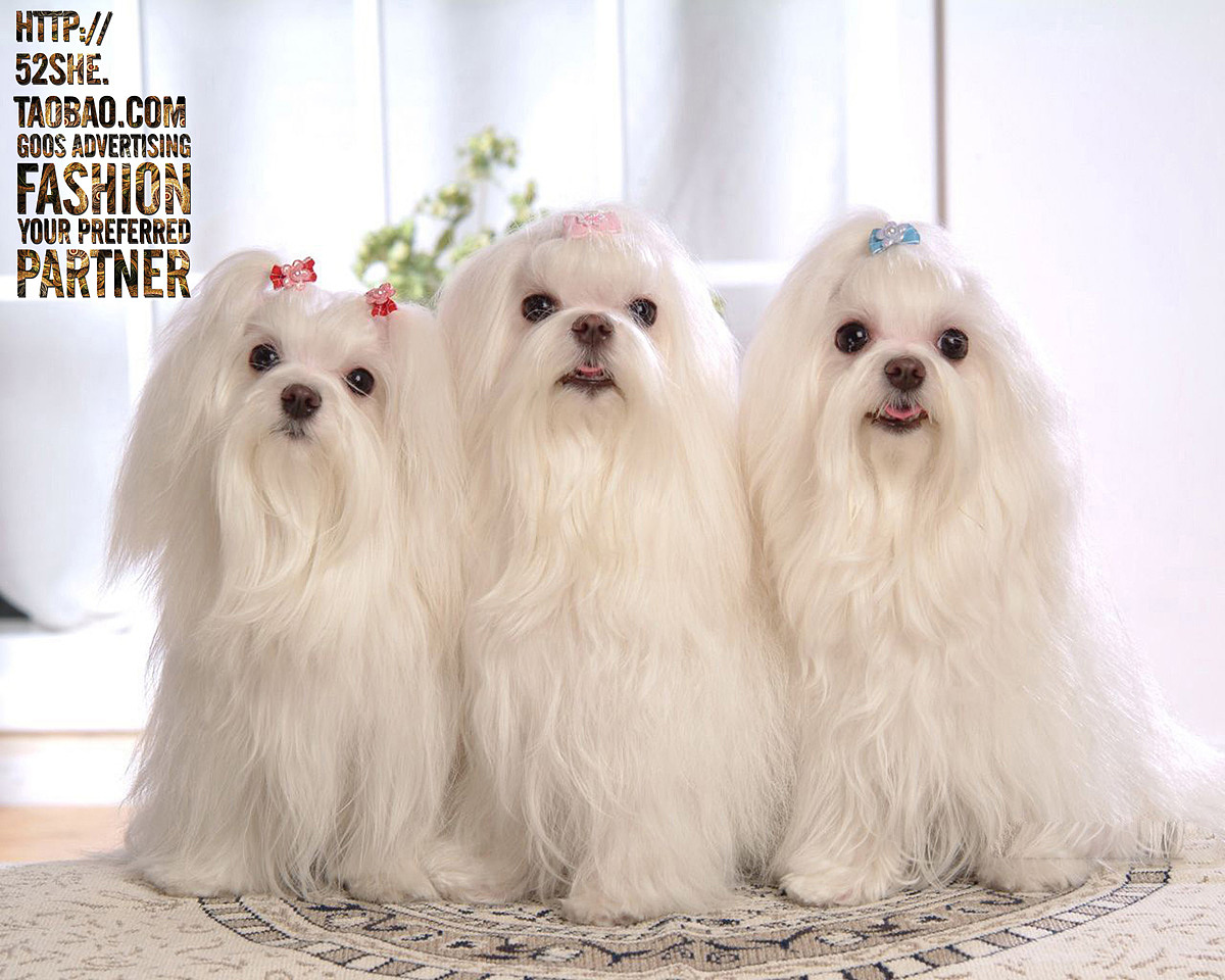 专业宠物摄影 宠物跟拍写真 狗狗猫咪萌照写真 上门拍摄摄影服务（图ZNTIwNzYzMDg=） - 宠物摄影 - 站酷设计师广州古斯广告原创素材 - 站酷ZCOOL