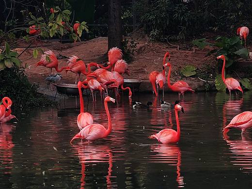 隨手拍 廣州動物園半日游（個人主頁-ZNDQyMDk2MDQ=） - 人文/紀實攝影 - 站酷設(shè)計師至野原創(chuàng)素材 - 站酷ZCOOL