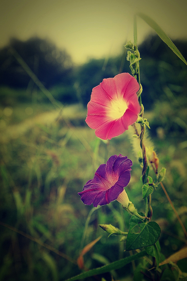 为自己的摄影(十二)