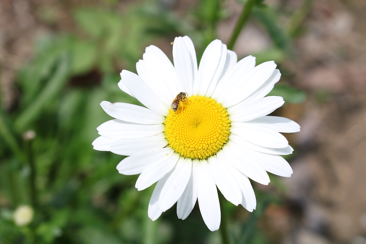 夏花篇（图ZMTE0NTI1NTg0） - 风光摄影 - 站酷设计师梵的暖原创素材 - 站酷ZCOOL