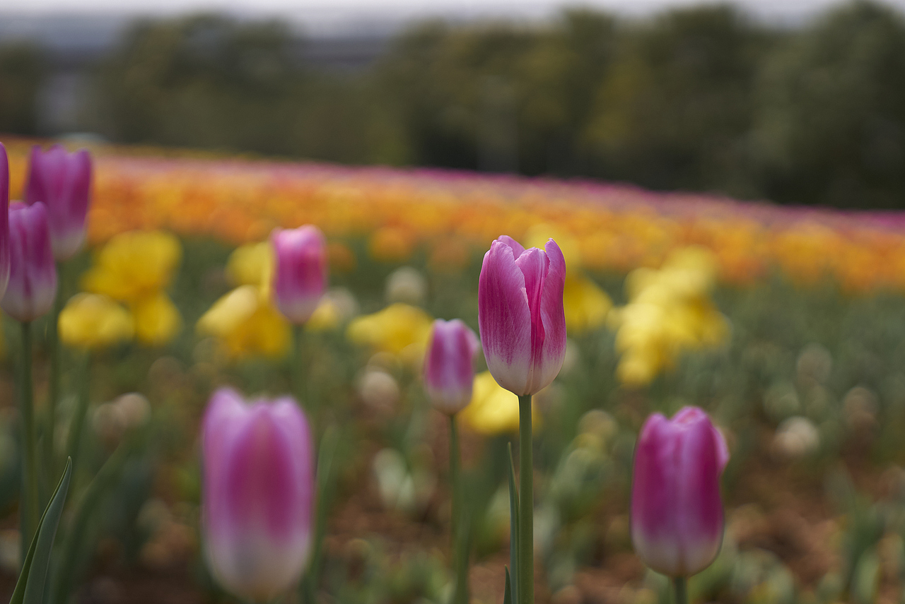 秋天看看春天的花