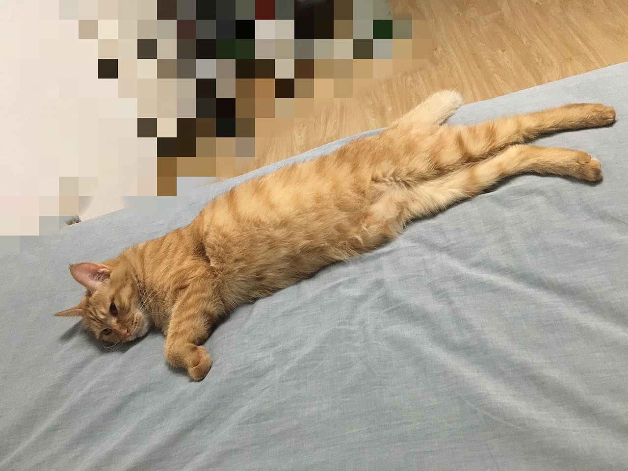 菜刀眼黄豆芽的日常（图ZODEwMzcyNTI=） - 宠物摄影 - 站酷设计师violasean原创素材 - 站酷ZCOOL