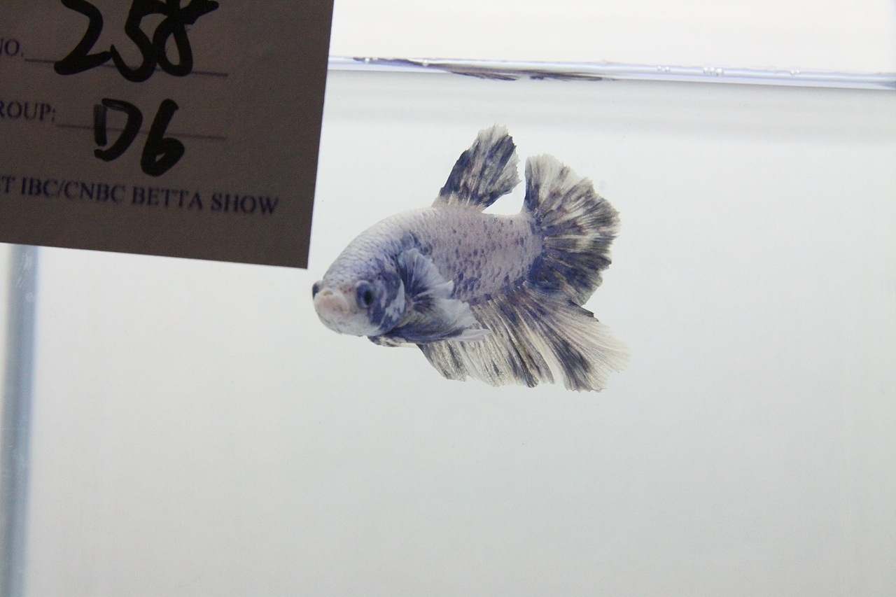 世界斗鱼观赏比赛 补充汇报