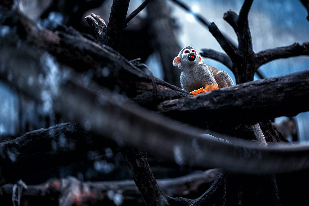 2013拍摄动物整理