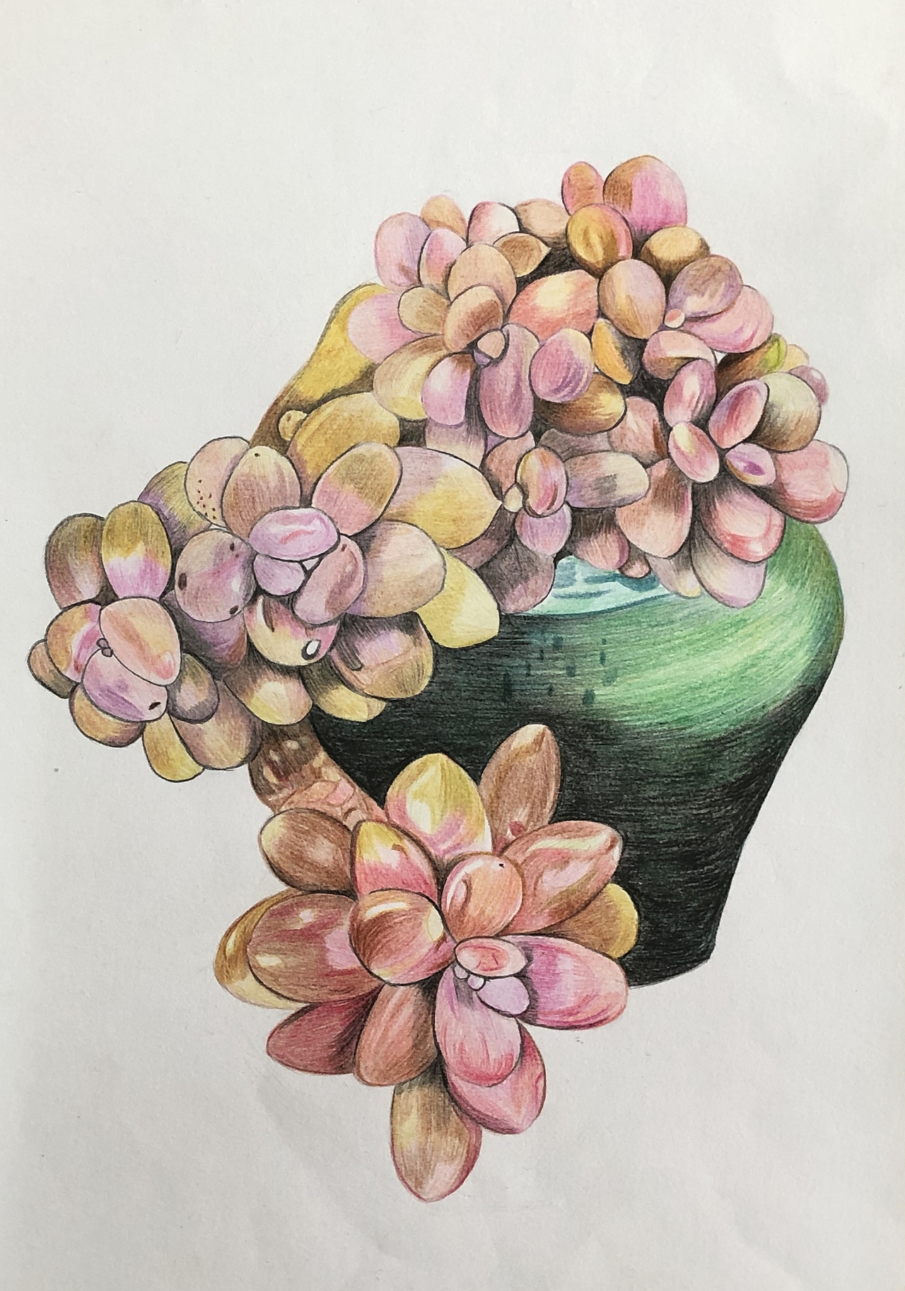 纯彩铅多肉植物～|插画|艺术插画|彩绘人生121511_临摹作品-站酷zcool
