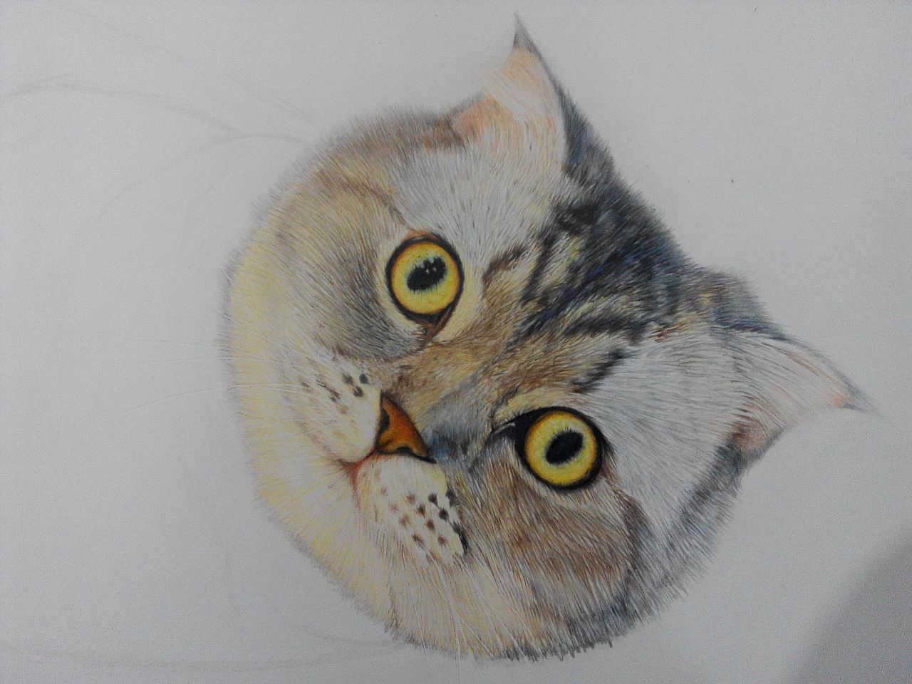 苏格拉折耳猫|纯艺术|绘画|飞飞飞纸飞机 - 原创作品 - 站酷 (zcool)