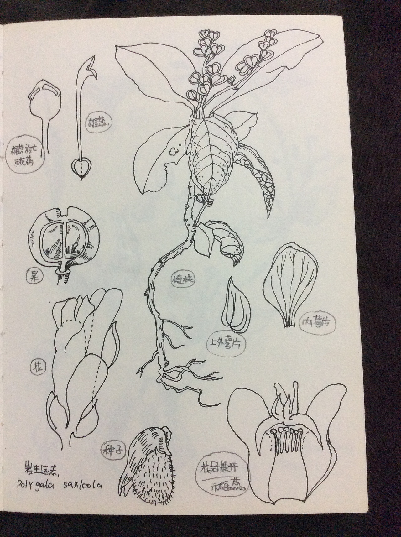 小本本你还好么