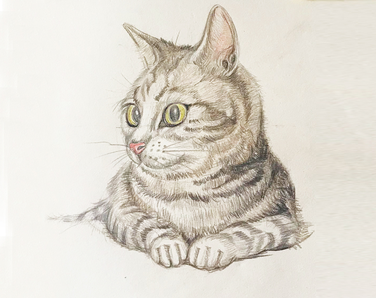 我家的猫咪|纯艺术|绘画|z69549415 - 原创作品 - 站酷 (zcool)