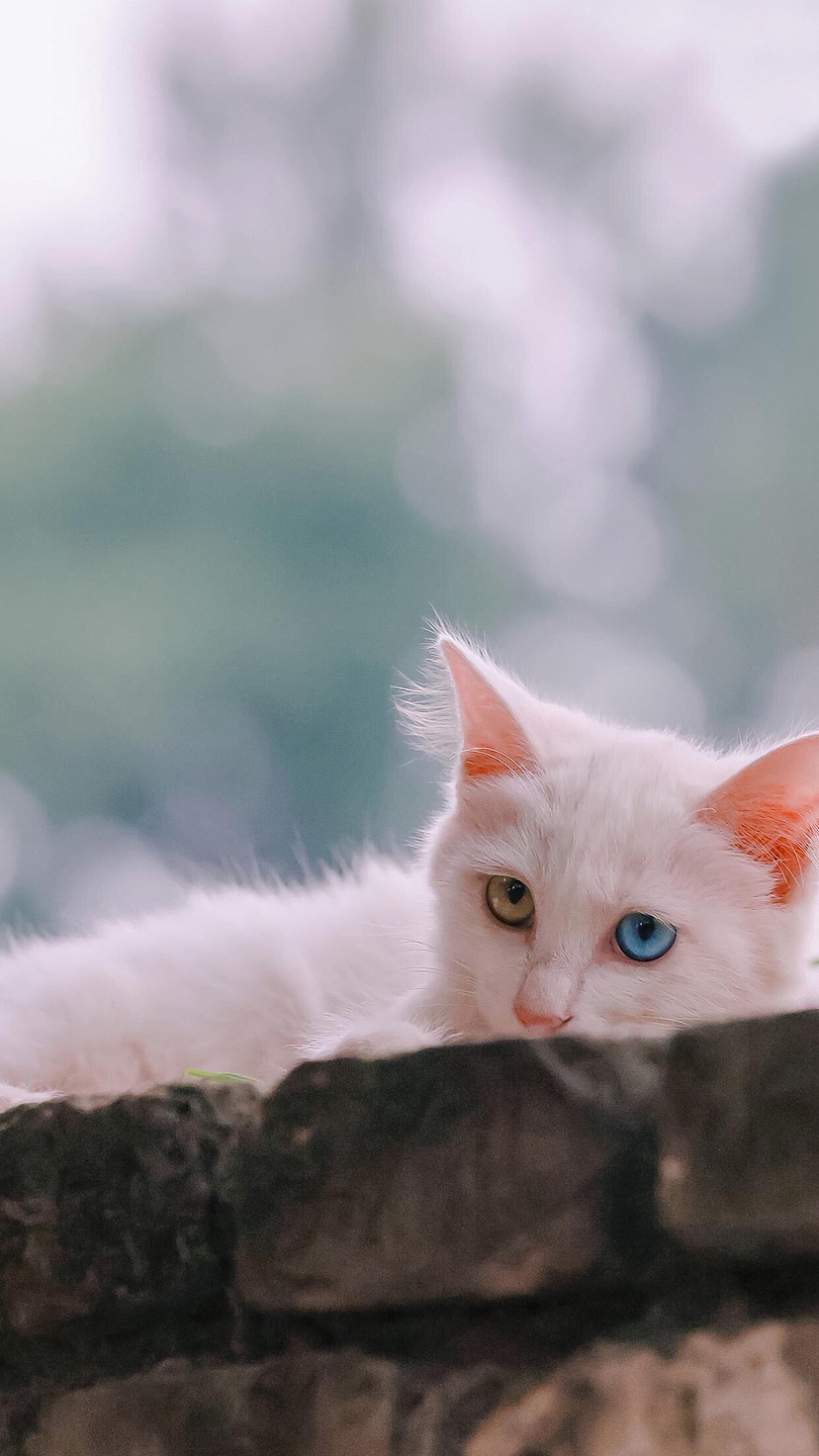 小猫咪_景致唯美-站酷zcool