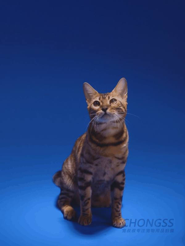 宠物猫条 | 豆柴魔条 | 电商图片 | 宠叔叔传媒